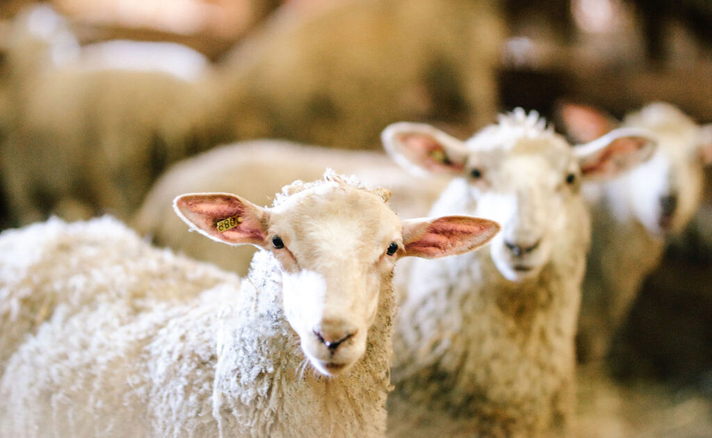 livestock jordan 4 off white